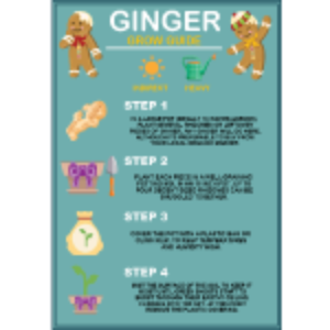 Ginger Grow Guide thumb